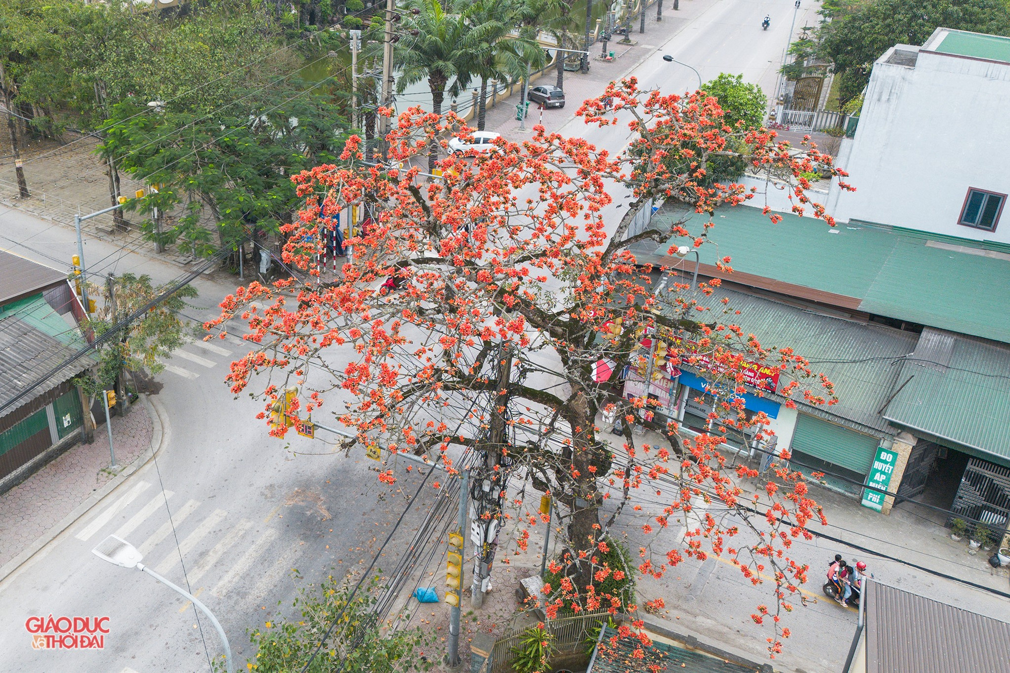Cứ độ tháng 3, cây hoa gạo cổ thụ ở phường Nghi Phú (TP Vinh, Nghệ An) lại bung nở hoa, khoe sắc rực rỡ. (Ảnh: Phạm Tâm). hoagao2.jpg