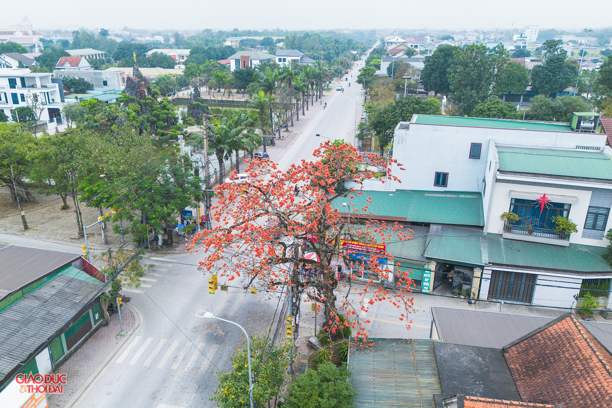 Cây gạo cổ thụ tô điểm, góp phần làm đẹp cảnh quan cho TP Vinh. (Ảnh: Phạm Tâm). hoagao1-4035.jpg