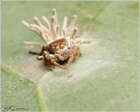 zombie-spiders-7.jpg