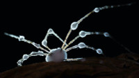 zombie-spiders-9.jpg