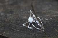 zombie-spiders-5.jpg