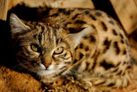 black-foot-cat-2.jpg