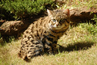black-foot-cat-4.jpg