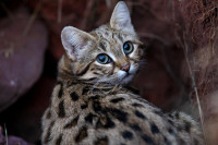 black-foot-cat-5.jpg