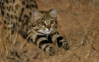 black-foot-cat-6.jpg