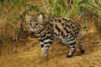 black-foot-cat-3.jpg