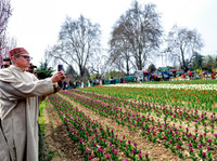 chum-anh-vuon-hoa-tulip-lon-nhat-chau-a-mo-cua-don-du-khach-2.jpg