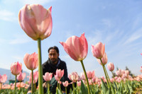 chum-anh-vuon-hoa-tulip-lon-nhat-chau-a-mo-cua-don-du-khach-4.jpg