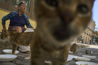 chum-anh-nguoi-cuba-chat-vat-nuoi-meo-va-cho-hoang-02.jpg