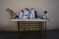 chum-anh-nguoi-cuba-chat-vat-nuoi-meo-va-cho-hoang-01.jpg