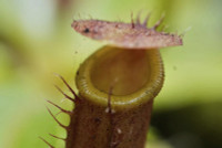 chum-anh-cay-an-thit-thu-hu-du-khach-o-colombia-016.jpg
