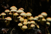 chum-anh-san-nam-hoi-sinh-o-duc-nho-an-chay-06.jpg