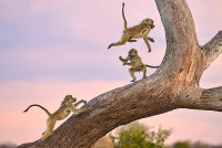 chum-anh-giai-thuong-nhiep-anh-nikon-comedy-wildlife-05-039.jpg
