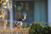chum-anh-giai-thuong-nhiep-anh-nikon-comedy-wildlife-05-013.jpg