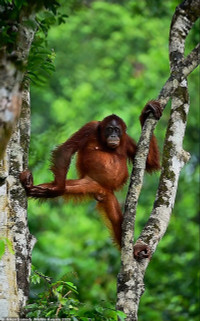 chum-anh-giai-thuong-nhiep-anh-nikon-comedy-wildlife-05-010.jpg