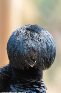 chum-anh-giai-thuong-nhiep-anh-nikon-comedy-wildlife-05-038.jpg
