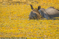 chum-anh-giai-thuong-nhiep-anh-nikon-comedy-wildlife-05-024.jpg
