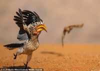 chum-anh-giai-thuong-nhiep-anh-nikon-comedy-wildlife-05-016.jpg