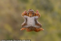 chum-anh-giai-thuong-nhiep-anh-nikon-comedy-wildlife-05-09.jpg