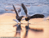 chum-anh-giai-thuong-nhiep-anh-nikon-comedy-wildlife-05-02.jpg