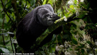 chum-anh-giai-thuong-nhiep-anh-nikon-comedy-wildlife-05-041.jpg