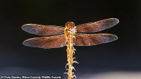 chum-anh-giai-thuong-nhiep-anh-nikon-comedy-wildlife-05-040.jpg