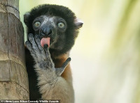 chum-anh-giai-thuong-nhiep-anh-nikon-comedy-wildlife-05-017.jpg