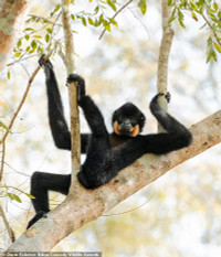 chum-anh-giai-thuong-nhiep-anh-nikon-comedy-wildlife-05-014.jpg