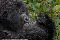 chum-anh-giai-thuong-nhiep-anh-nikon-comedy-wildlife-05-034.jpg