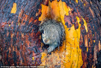 chum-anh-giai-thuong-nhiep-anh-nikon-comedy-wildlife-05-035.jpg