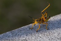 chum-anh-giai-thuong-nhiep-anh-nikon-comedy-wildlife-05-032.jpg