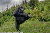 chum-anh-giai-thuong-nhiep-anh-nikon-comedy-wildlife-05-015.jpg