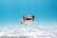 chum-anh-giai-thuong-nhiep-anh-nikon-comedy-wildlife-05-026.jpg