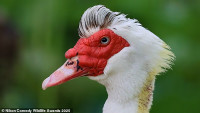 chum-anh-giai-thuong-nhiep-anh-nikon-comedy-wildlife-05-043.jpg