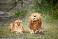 chum-anh-giai-thuong-nhiep-anh-nikon-comedy-wildlife-05-012.jpg