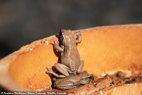 chum-anh-giai-thuong-nhiep-anh-nikon-comedy-wildlife-05-023.jpg