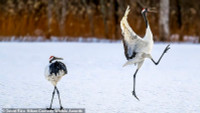chum-anh-giai-thuong-nhiep-anh-nikon-comedy-wildlife-05-08.jpg