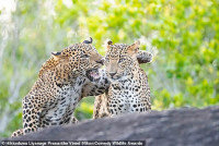 chum-anh-giai-thuong-nhiep-anh-nikon-comedy-wildlife-05-036.jpg