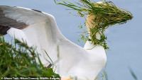 chum-anh-giai-thuong-nhiep-anh-nikon-comedy-wildlife-05-025.jpg