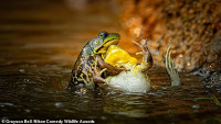 chum-anh-giai-thuong-nhiep-anh-nikon-comedy-wildlife-05-019.jpg