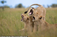 chum-anh-giai-thuong-nhiep-anh-nikon-comedy-wildlife-05-033.jpg