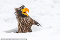 chum-anh-giai-thuong-nhiep-anh-nikon-comedy-wildlife-05-07.jpg