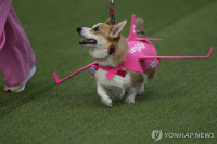 chum-anh-cuoc-dua-cho-corgi-quoc-te-lithuania-2025-18.jpg