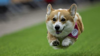 chum-anh-cuoc-dua-cho-corgi-quoc-te-lithuania-2025-08.jpg