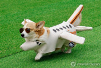 chum-anh-cuoc-dua-cho-corgi-quoc-te-lithuania-2025-19.jpg