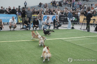 chum-anh-cuoc-dua-cho-corgi-quoc-te-lithuania-2025-15.jpg