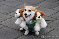 chum-anh-cuoc-dua-cho-corgi-quoc-te-lithuania-2025-20.jpg