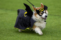 chum-anh-cuoc-dua-cho-corgi-quoc-te-lithuania-2025-02.jpg