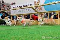 chum-anh-cuoc-dua-cho-corgi-quoc-te-lithuania-2025-14.jpg