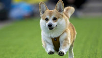 chum-anh-cuoc-dua-cho-corgi-quoc-te-lithuania-2025-09.jpg